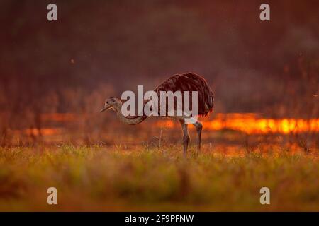 Greater Rhea, Rhea americana, grande uccello con piume soffici, animale in habitat naturale, sole serale, Pantanal, Brasile. Rhea sul prato d'erba. Wildli Foto Stock