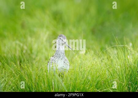 Comune Greenshank, Tringa nebularia, uccello grigio nascosto in erba di cotone. Wader da Kuhmo, Finlandia. Uccello in un ambiente bellissimo, fauna selvatica Europa. Foto Stock