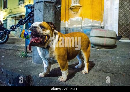carino cucciolo di bulldog sta morendo bottiglia di plastica nella città italiana di napoli. Foto Stock