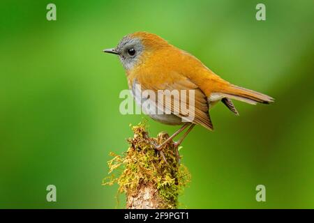 Nightingale-Thrush, Catharus gracilirostris, uccello grigio bruno nell'habitat naturale della foresta. Trush con sfondo verde chiaro, Savege Rive Foto Stock