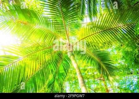 Vista dal basso verso l'alto sulla palma contro il cielo. Splendido sfondo con palme tropicali, luce del sole, Bali, Indonesia. Banner Paradise design Foto Stock