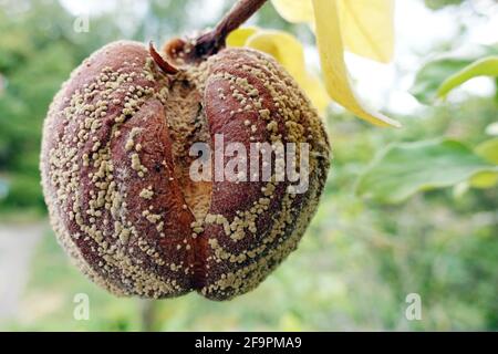 15.09.2018, Berlin, , Germania - mela cotogna moldy appesa su un albero. 00S180915D563CAROEX.JPG [RELEASE DEL MODELLO: NON APPLICABILE, RELEASE DELLA PROPRIETÀ: NO (C) CARO Foto Stock