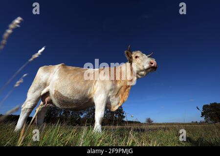 31.10.2018, Goericke, Brandeburgo, Germania - bestiame su un pascolo. 00S181031D605CAROEX.JPG [VERSIONE DEL MODELLO: NON APPLICABILE, VERSIONE DELLA PROPRIETÀ: NO (C) CAR Foto Stock