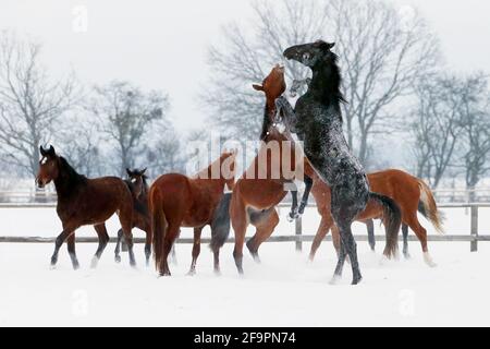 12.02.2021, Graditz, Sassonia, Germania - Stallions recintato in un paddock in inverno. 00S210212D627CAROEX.JPG [RELEASE DEL MODELLO: NO, RELEASE DELLA PROPRIETÀ Foto Stock