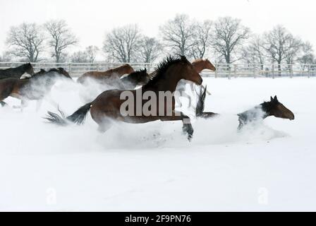 12.02.2021, Graditz, Sassonia, Germania - cavalli che in inverno galleggiano in un paddock innevato. 00S210212D625CAROEX.JPG [VERSIONE DEL MODELLO: NO, PROPRIETÀ Foto Stock