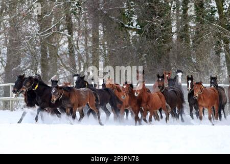 12.02.2021, Graditz, Sassonia, Germania - cavalli che in inverno galleggiano in un paddock innevato. 00S210212D640CAROEX.JPG [VERSIONE DEL MODELLO: NO, PROPRIETÀ Foto Stock