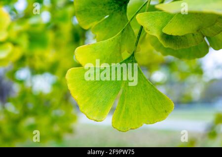 Foglie gialle e verdi del Ginkgo biloba, comunemente noto come ginkgo o gingko, anche noto come albero di maidenhair, una specie di albero originaria della Cina. Foto Stock