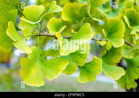 Foglie gialle e verdi del Ginkgo biloba, comunemente noto come ginkgo o gingko, anche noto come albero di maidenhair, una specie di albero originaria della Cina. Foto Stock