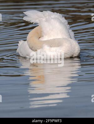 Berlino, Germania. 20 Apr 2021. Un cigno muto preens e grassa il suo piumaggio sul Havel in Grunewald. Credit: Paul Zinken/dpa-Zentralbild/dpa/Alamy Live News Foto Stock