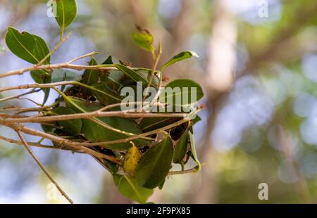 Le formiche rosse nidano usando il seedling dell'albero sulla foglia verde in giardino fra le foglie verdi sfocano lo sfondo. Concetto di lavoro di squadra insieme, fuoco selettivo. Foto Stock