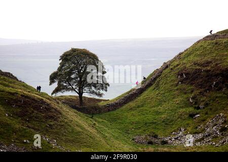 Sycamore Gap sul Muro di Adriano in Northumberland, Inghilterra. L'antico monumento fa parte delle frontiere dell'Impero Romano Patrimonio dell'Umanità dell'UNESCO Sit Foto Stock