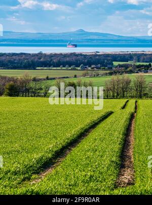 Vista attraverso il campo di coltura verde fino a Firth of Forth con nave cisterna ancorata, East Lothian, Scozia, Regno Unito Foto Stock