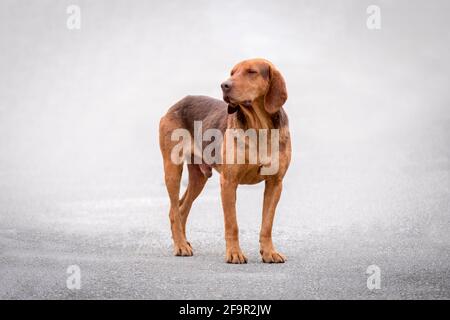 Isolato levarsi in piedi in su che dorme Hound. Cane marrone che posa all'aperto con occhi chiusi. Divertente bel cane dorato con gli occhi chiusi all'aperto. Foto Stock
