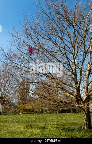 Un aquilone rosso della farfalla è bloccato in un albero su Stourbridge Common, Cambridge, Regno Unito. Foto Stock