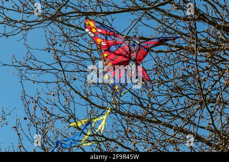 Un aquilone rosso della farfalla è bloccato in un albero su Stourbridge Common, Cambridge, Regno Unito. Foto Stock