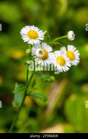 Fiori di primavera selvatici con gocce di pioggia - grandi fiori di camomilla - macro Foto Stock