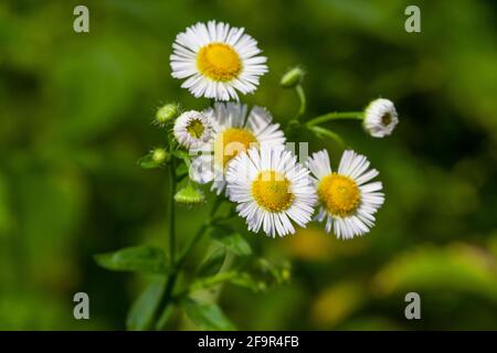 Fiori di primavera selvatici con gocce di pioggia - grandi fiori di camomilla - macro Foto Stock