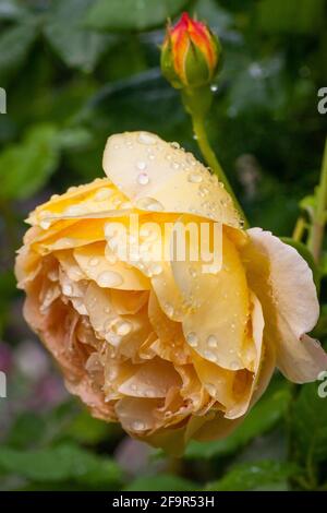 Fiori di giardino primaverile con gocce di pioggia - rose gialle su a. sfondo con bokeh - macro Foto Stock