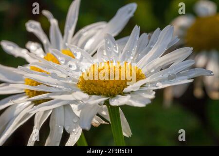 Fiori del giardino primaverile con gocce di pioggia - margherite bianche - macro Foto Stock