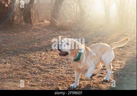 bella purebred fawn labrador per una passeggiata Foto Stock