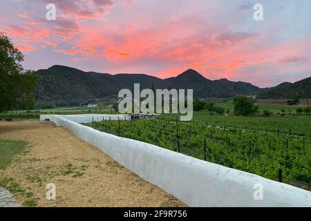 Vista panoramica del vigneto a Cangoo Valley vicino Oudtshoorn con Swartberg montagne sullo sfondo contro il cielo nuvoloso al tramonto Foto Stock