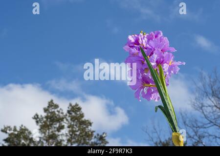 Blu giacinto fiori contro primavera cielo nuvoloso Foto Stock