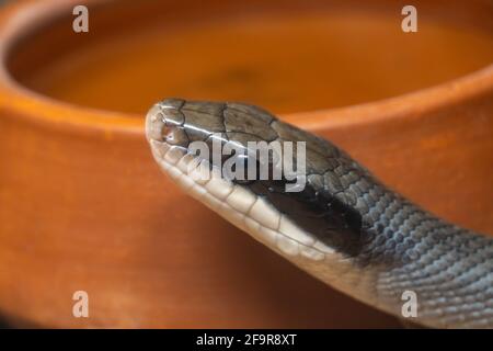 Primo piano testa serpente sullo sfondo di una pentola di argilla nel selvaggio Foto Stock