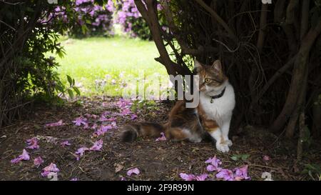 Gatto domestico per una passeggiata in giardino. L'animale si nascose negli spessi sullo sfondo di un prato e cespugli con fiori rosa. Foto Stock