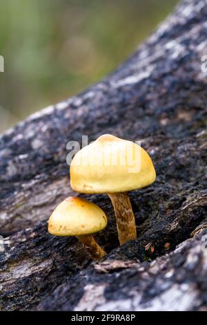 Woodtuft Kuehneromyces mutabilis funghi che crescono su legno morto in Le Highlands della Scozia Foto Stock