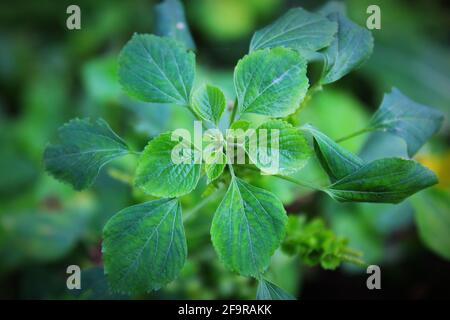 Foglie verdi di una pianta indiana di Acalipha Foto Stock
