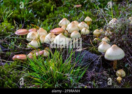 Woodtuft Kuehneromyces mutabilis funghi che crescono su legno morto in Le Highlands della Scozia Foto Stock