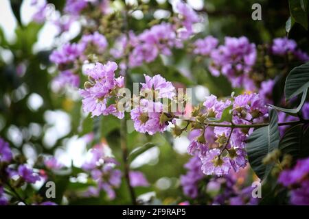 Fiori rosa che fioriscono su un ramo della crepe-mirto di una regina albero Foto Stock