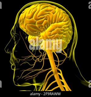 Anatomia cerebrale umana per l'illustrazione 3D del concetto medico Foto Stock
