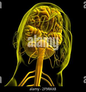 Anatomia cerebrale umana per l'illustrazione 3D del concetto medico Foto Stock