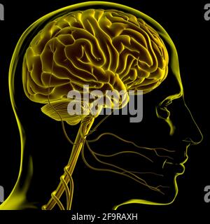 Anatomia cerebrale umana per l'illustrazione 3D del concetto medico Foto Stock