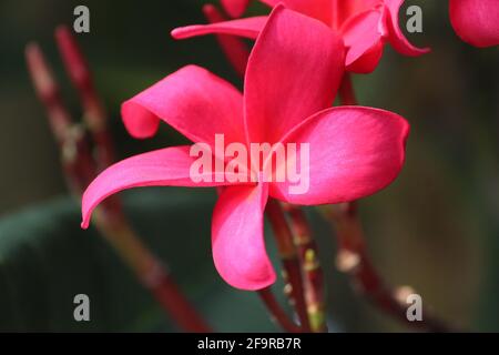 Primo piano di un fiore frangipani o paucipan rosso nel sfondo sfocato Foto Stock