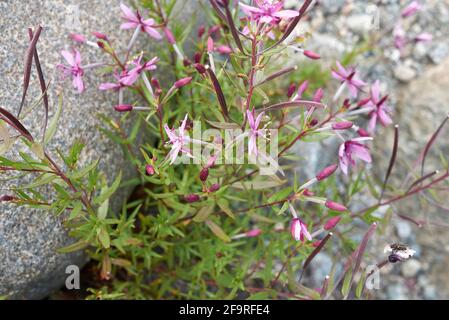 Chamaenerion fleischeri fliorescenza viola Foto Stock