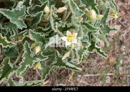 Ecballium elaterium frutta e fiore primo piano Foto Stock