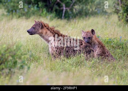 Due Iene a spotted nel Parco Nazionale di Tsavo Est, Kenya, Africa Foto Stock