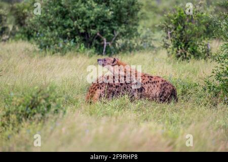 Due Iene a spotted nel Parco Nazionale di Tsavo Est, Kenya, Africa Foto Stock