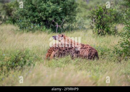 Due Iene a spotted nel Parco Nazionale di Tsavo Est, Kenya, Africa Foto Stock