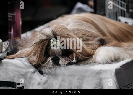 Uno Shih tzu con i capelli lunghi e setosi e un arco verde sulla sua testa si trova addormentato su un tavolo per la cura del corpo. Ritratto di un cane purosangue da uno spettacolo di cani cl Foto Stock