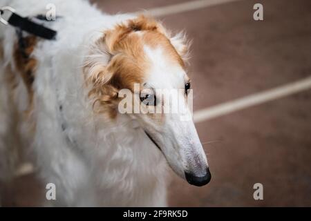 Grande ritratto di un levriero russo di colore bianco chiaro e rosso. Ritratto di un cane purosangue da uno spettacolo di cani da vicino. Foto Stock