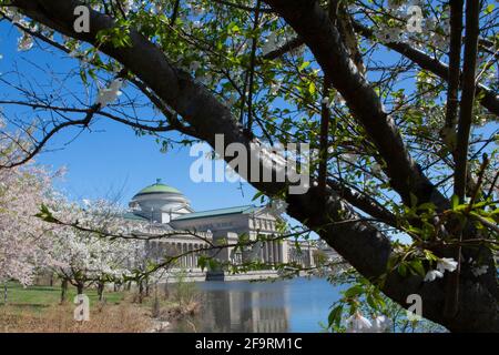 Cherry trees blossoming along the basin near the Museum of Science and industry in Chicago Foto Stock