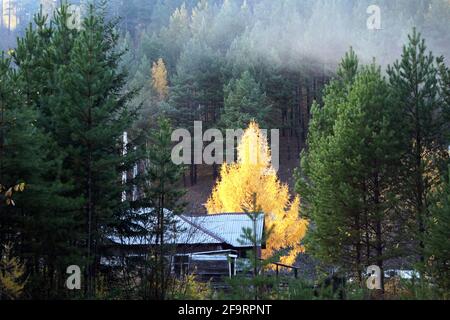 Larice giallastro in una pineta della taiga Foto Stock