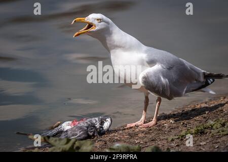 Un gabbiano si rivolge al suo partner che si nutre di un piccione morto in un parco a Londra. Foto Stock