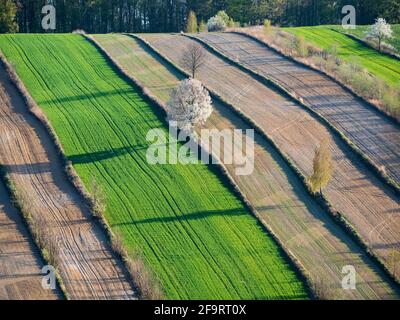 campi primaverili nell'acaro occidentale Foto Stock