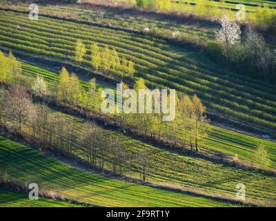 campi primaverili nell'acaro occidentale Foto Stock