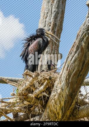 Cicogna afroopola (Anastomus lamelligerus) Foto Stock