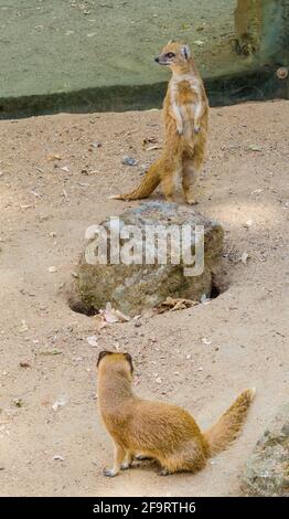 Mongoose gialla (Cynictis penicillata), conosciuta anche come il maerkat rosso. Animali selvatici. Foto Stock